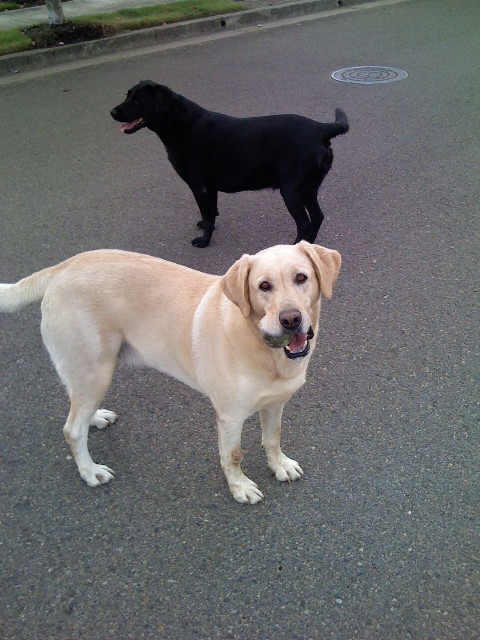 Shooter, my hunting dog, who will actually fetch beer out of the 'fridge, and Liberty the lap dog, who's too stupid to lick her own privates.